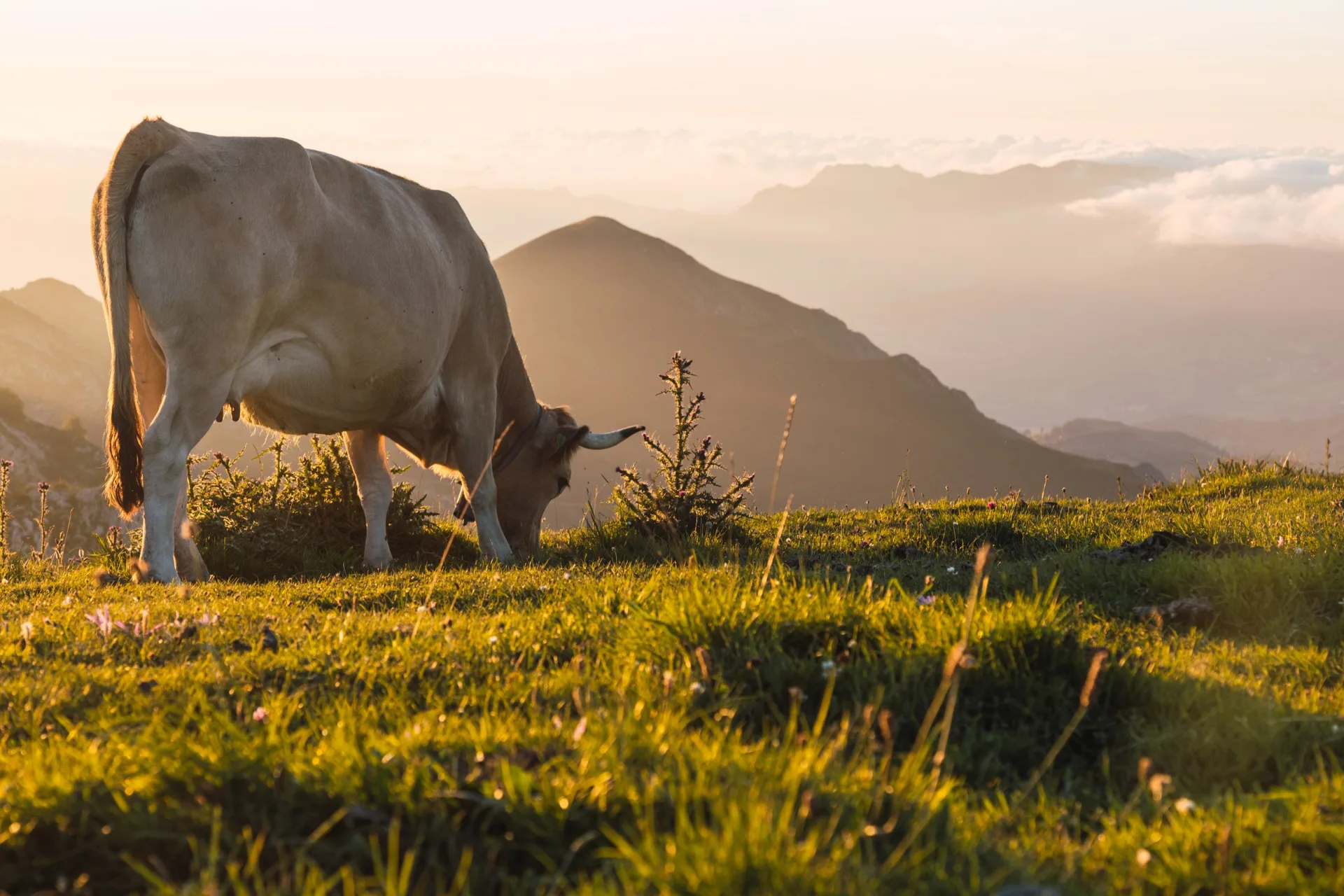 Grasende Kuh auf der Alpe im Abendlicht