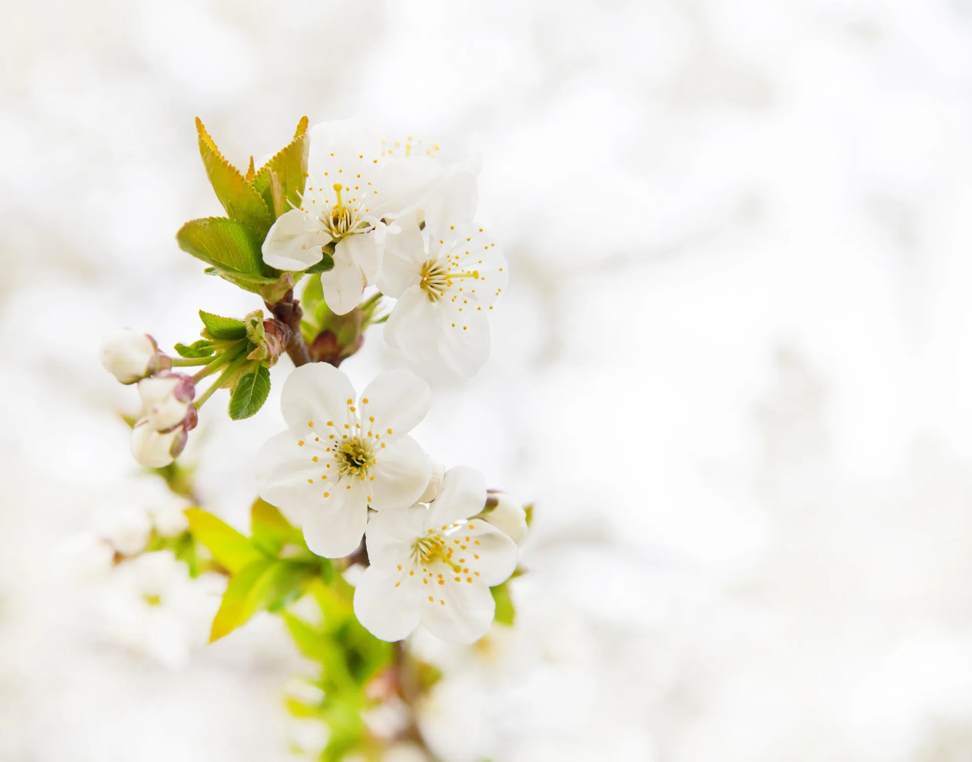 Weiße Apfelblüten an einem Zweig im Frühling